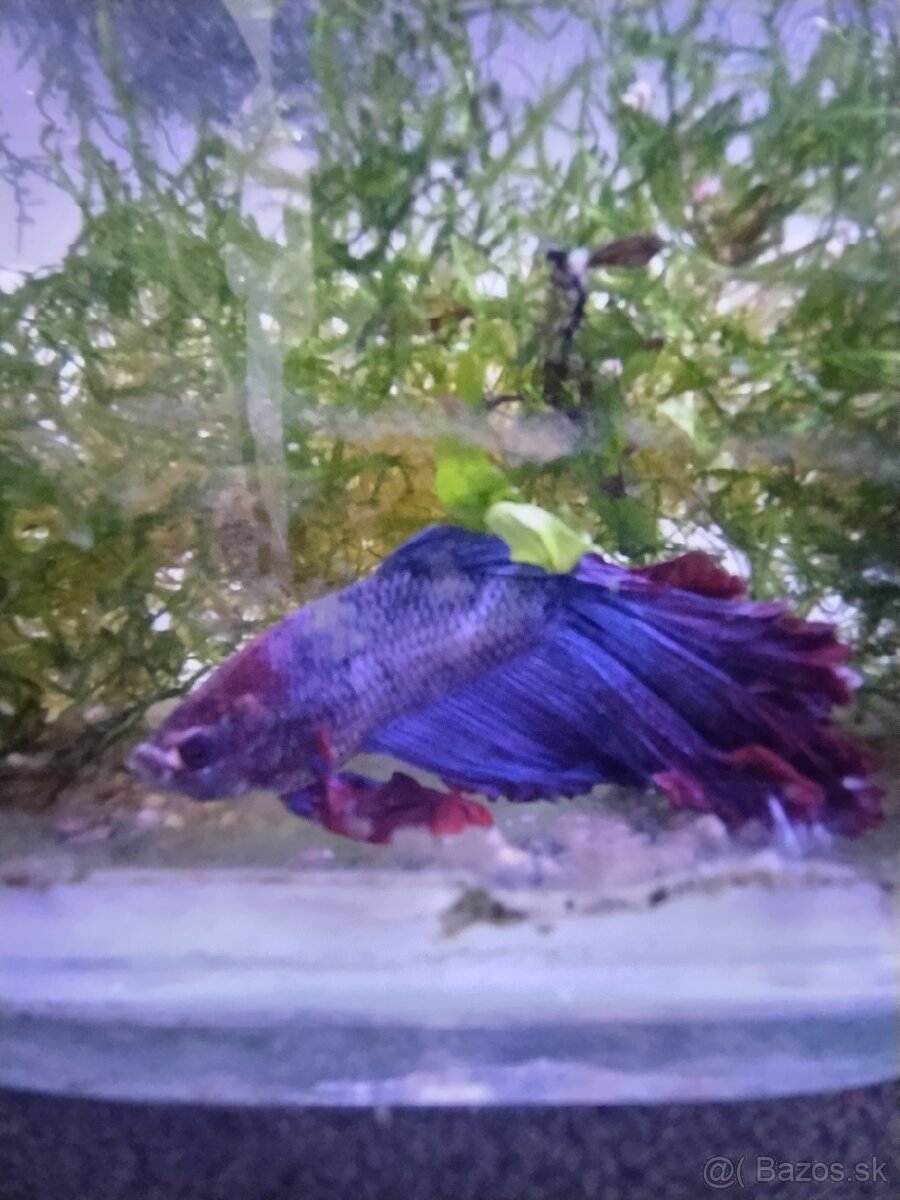 Betta