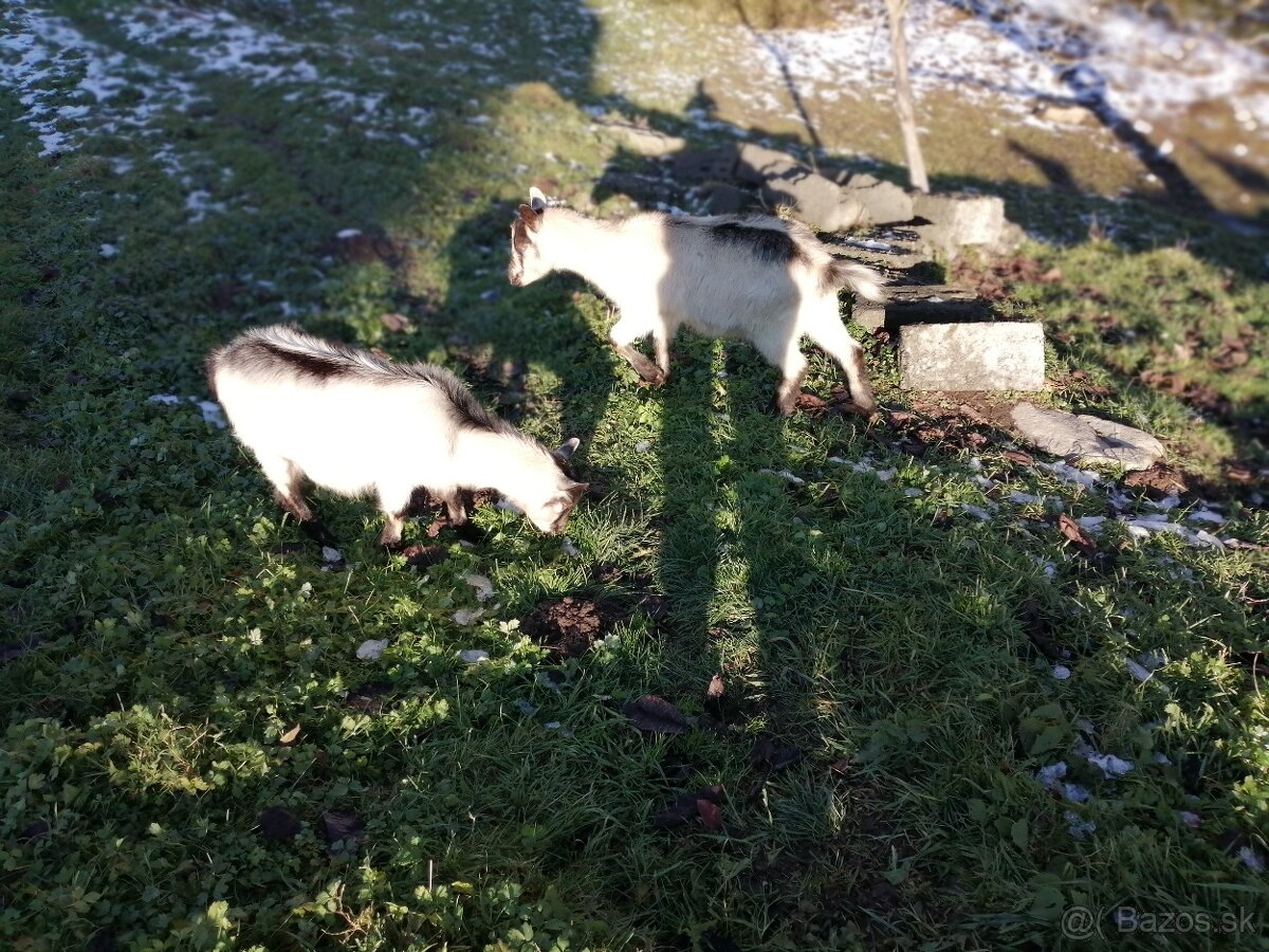 vhodný na čistenie pozemku od buriny