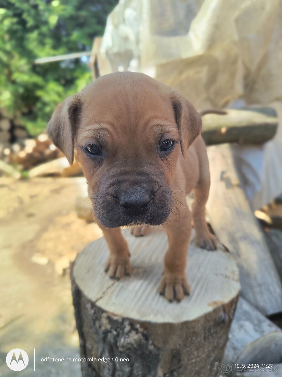 Šteniatka Cane Corso