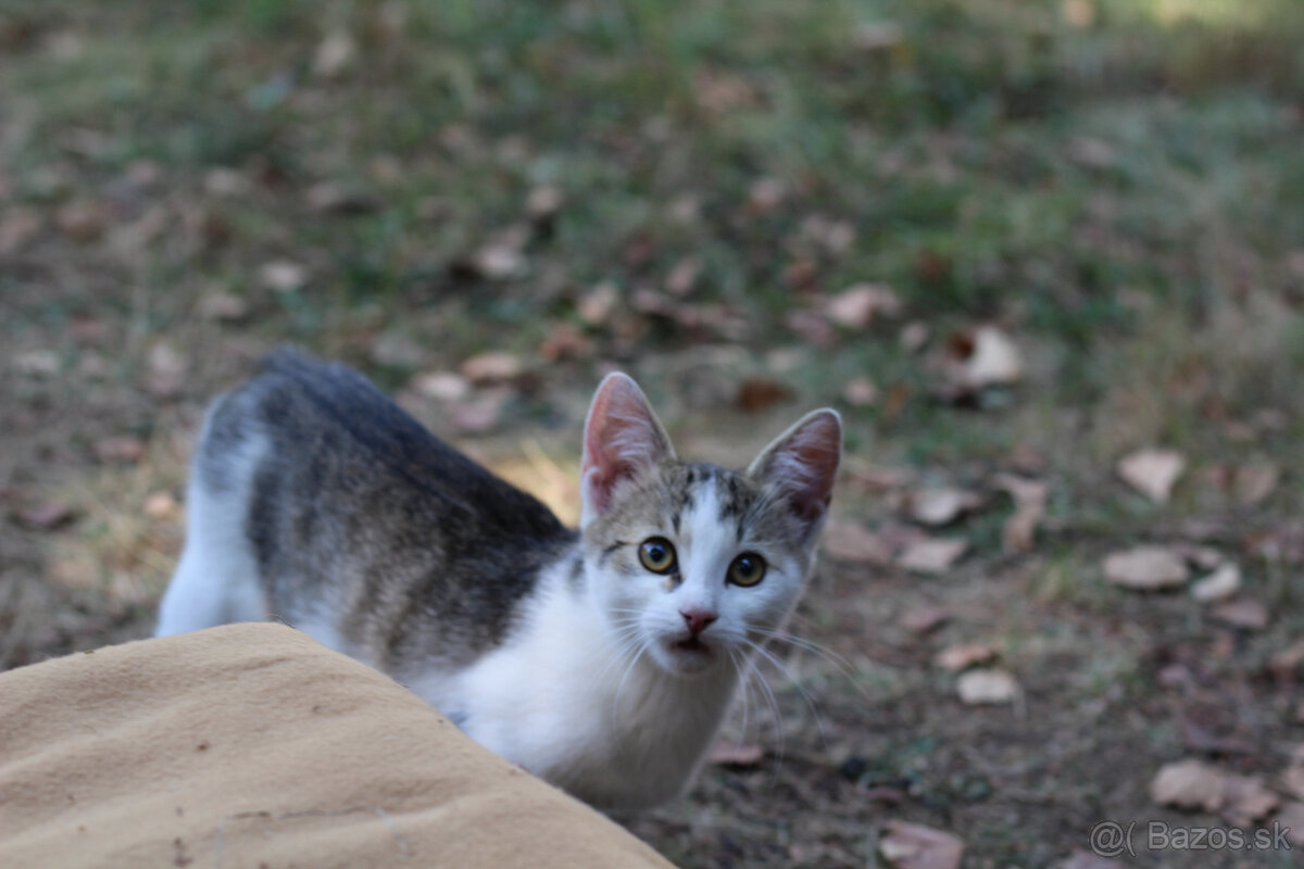 maciatka do domu 5 mesacne