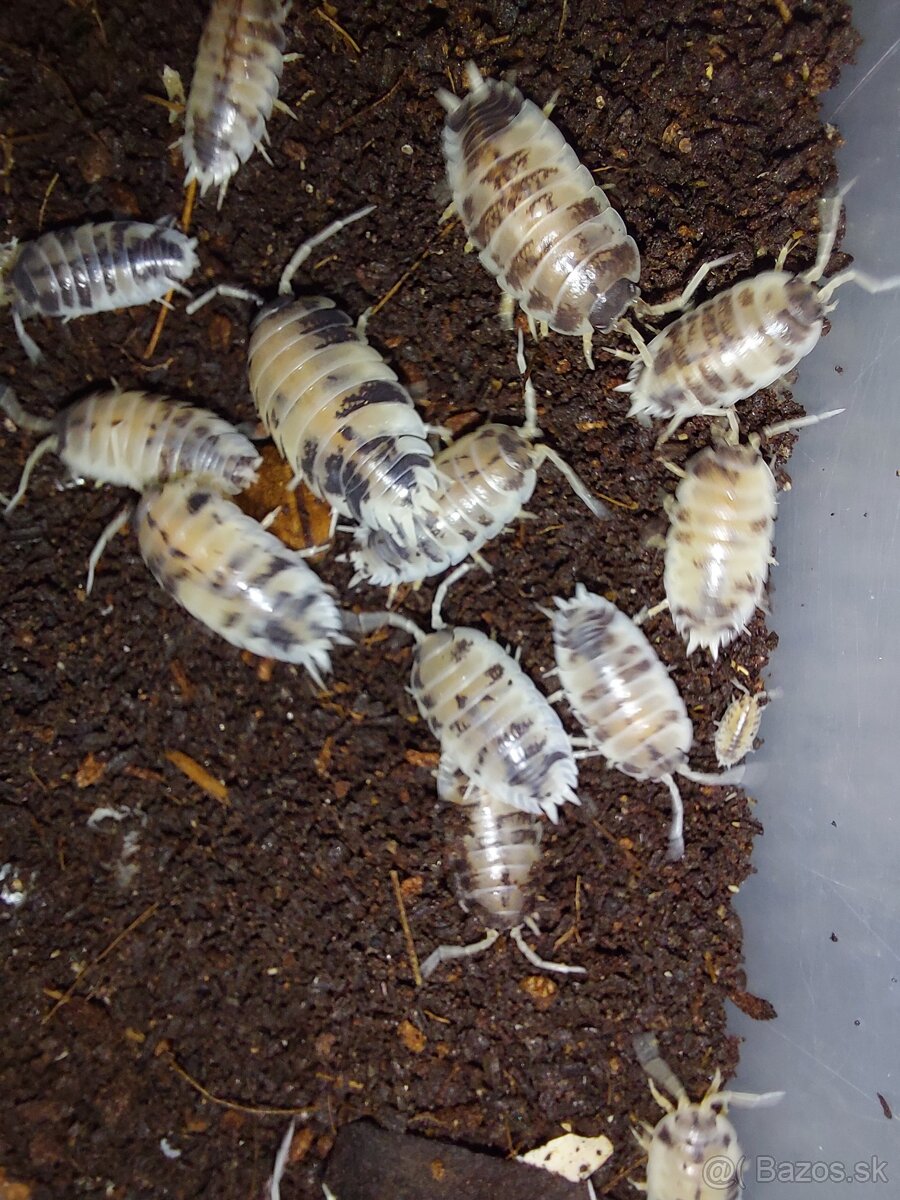 Isopody Porcellio Laevis "Dairy Cow"