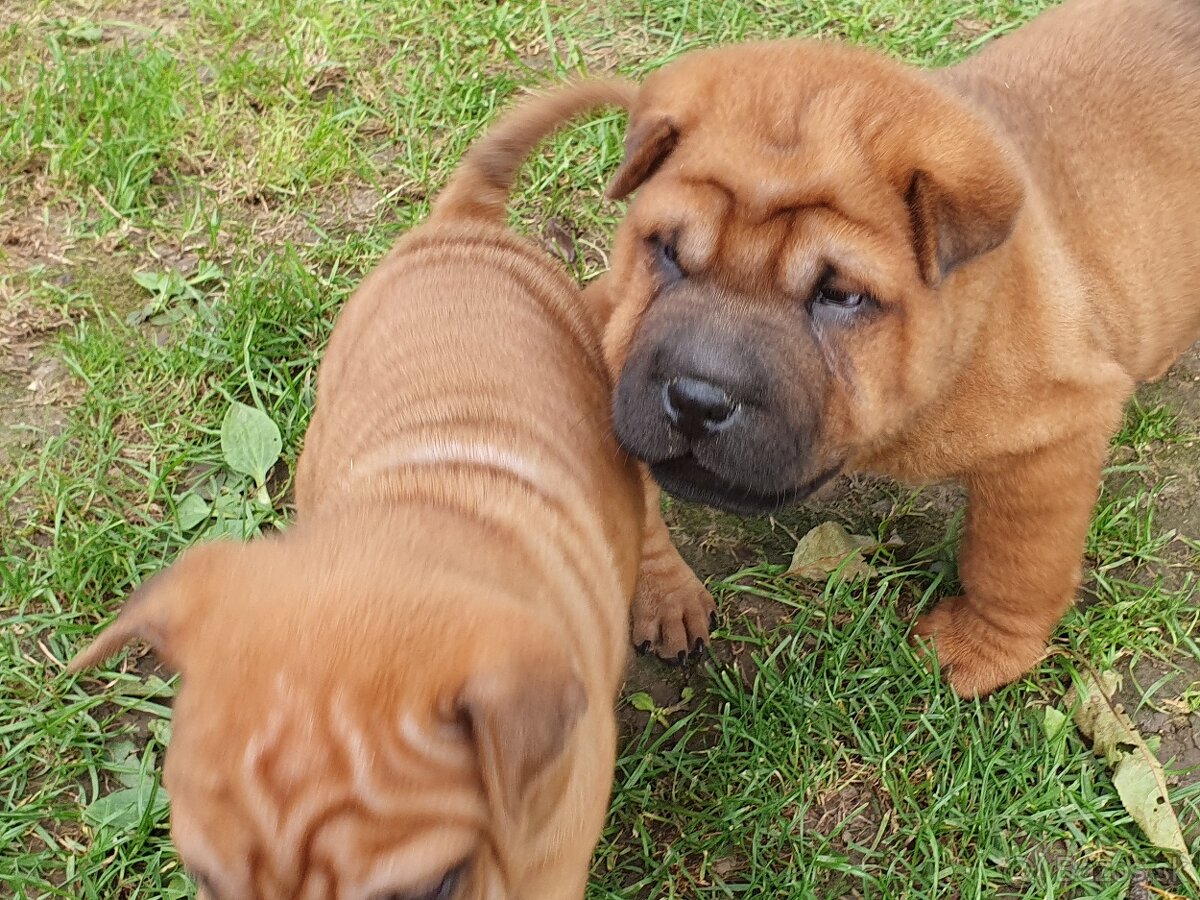 Shar-pei