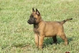 Belgicky ovčiak Malinois