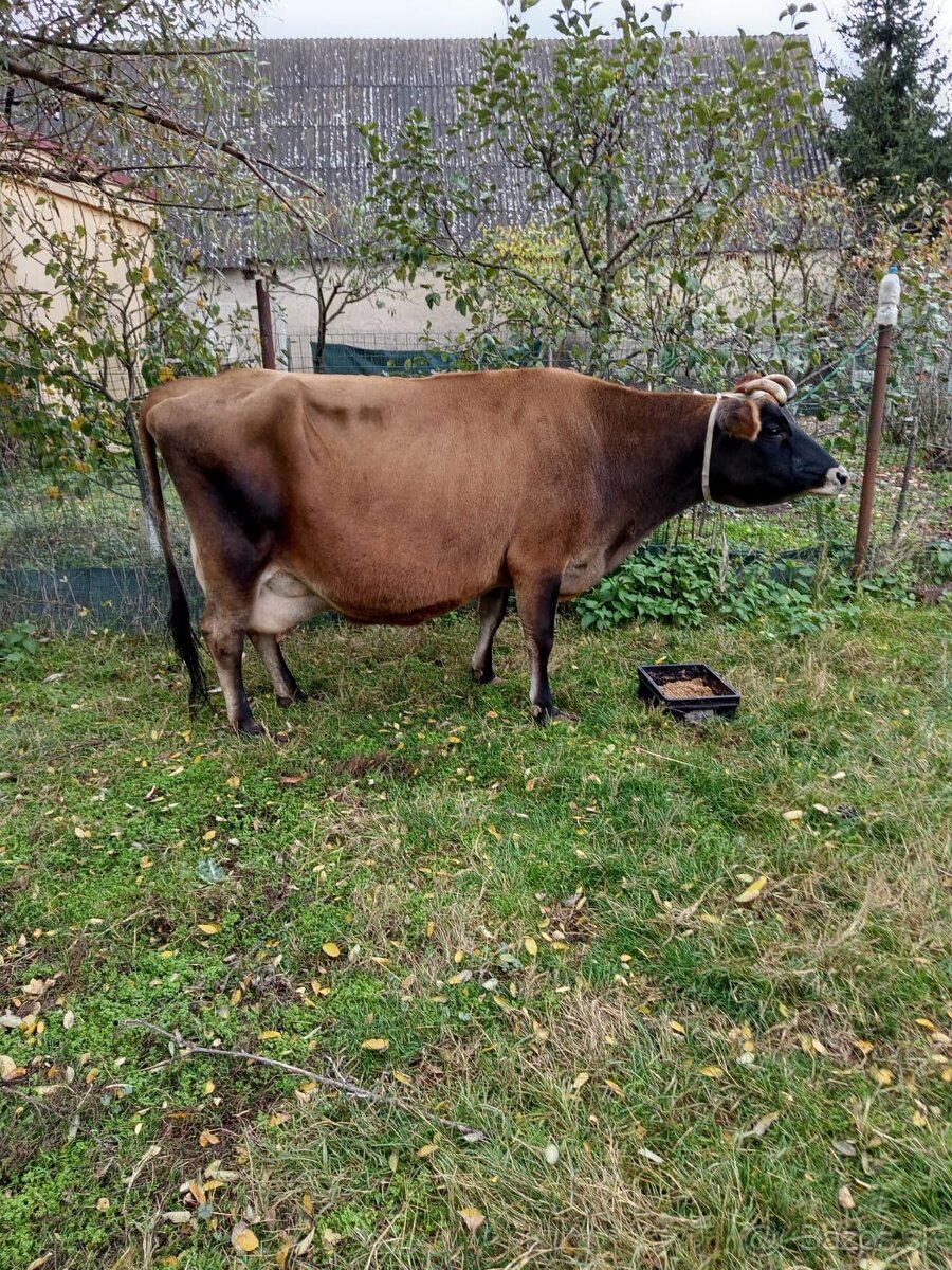 Lacno predám vysokoteľnú kravu Jersey