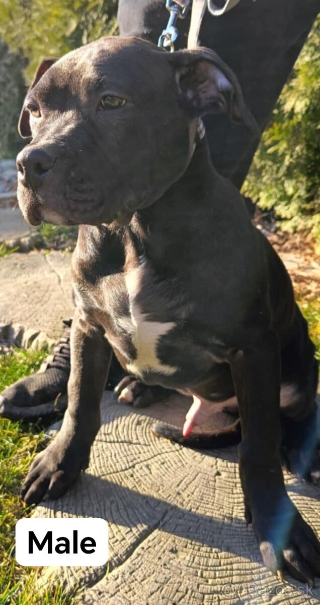 J&K bullys "ponúkame na predaj American bully XL