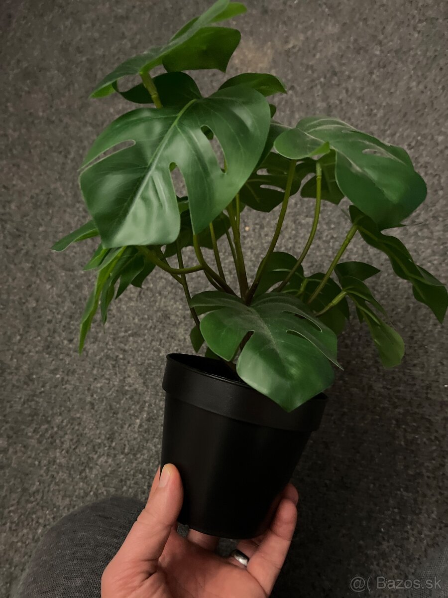 Monstera plastova