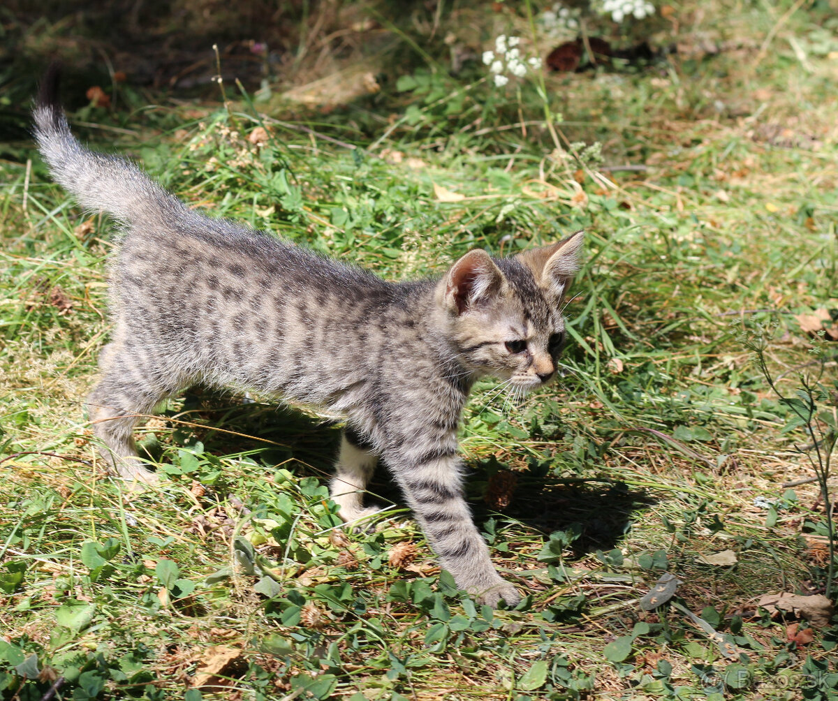 maciatka do domu