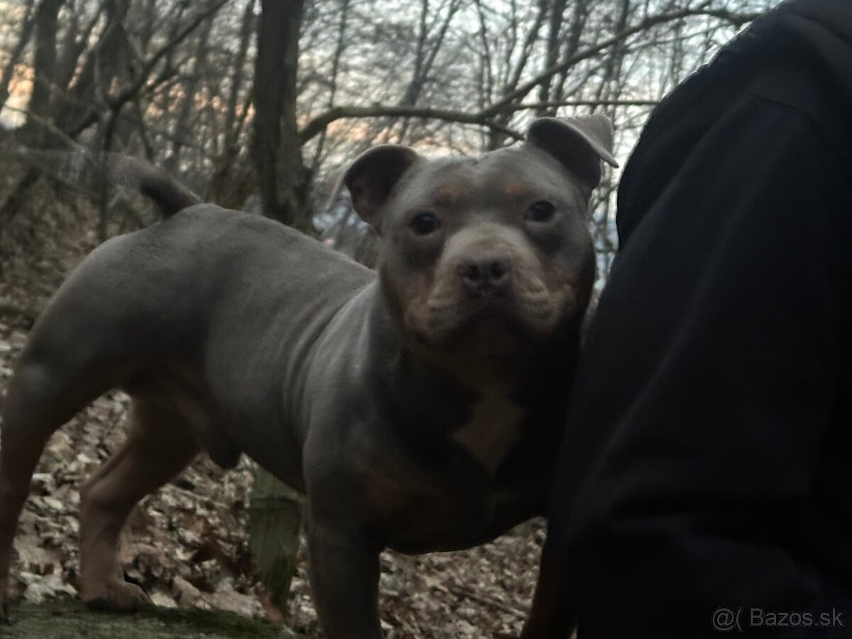 American Bully Pocket