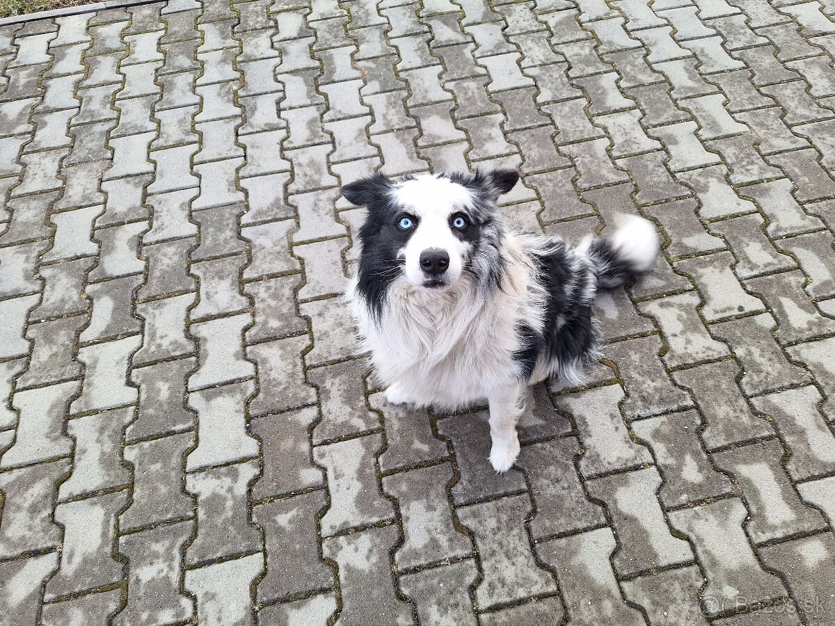 Border kólia blue merle