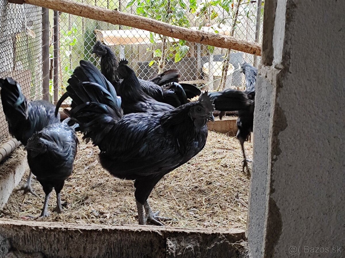 Ayam cemani