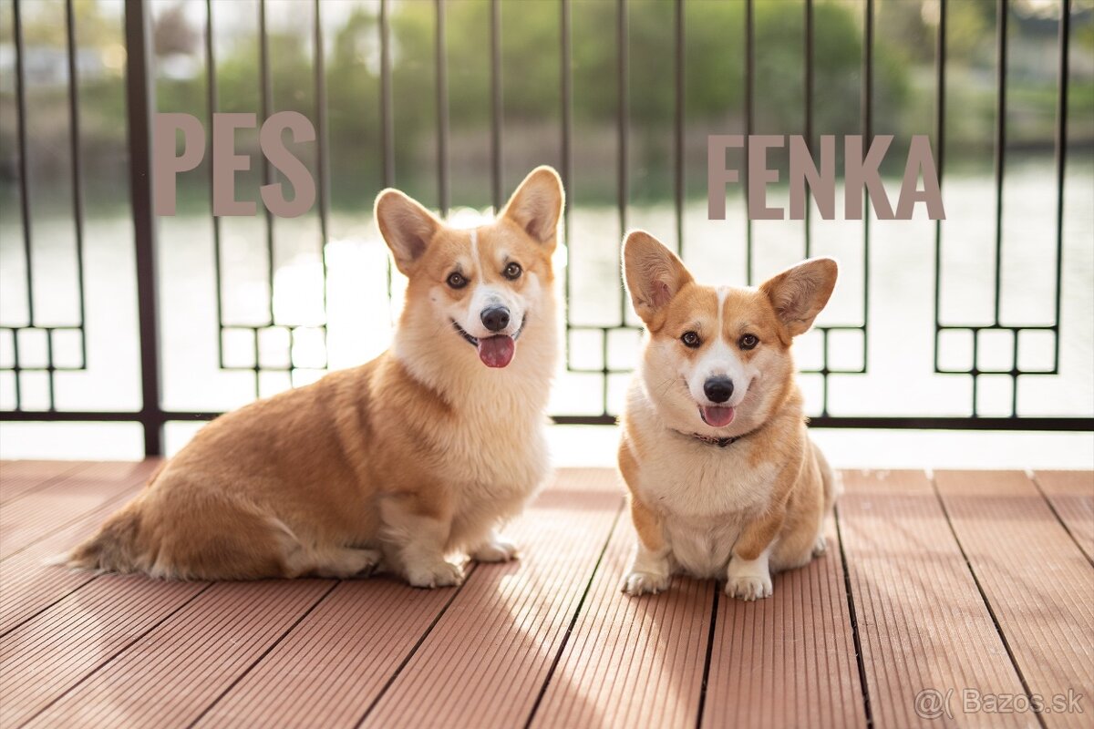 Welsh Corgi Pembroke