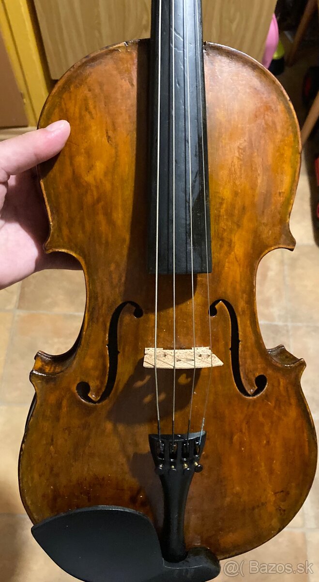 Viola