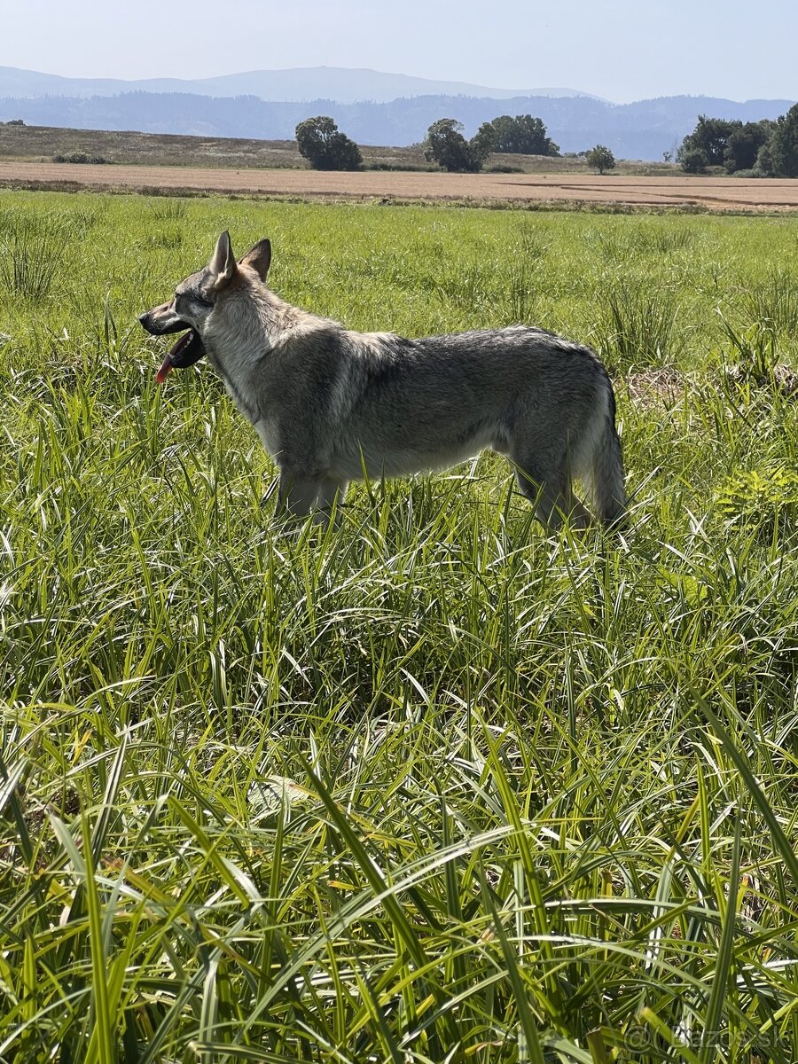 Československý vlčiak