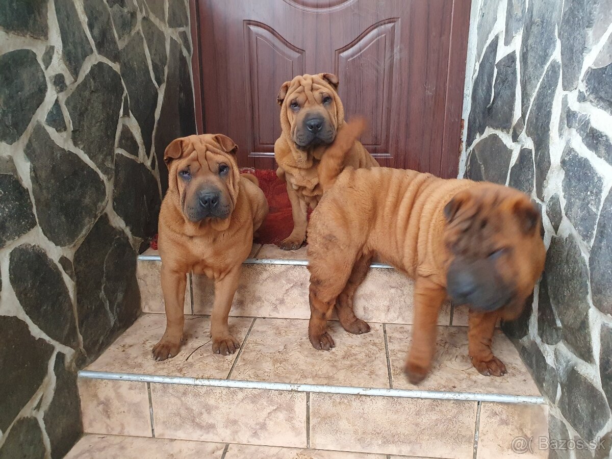 Shar-pei