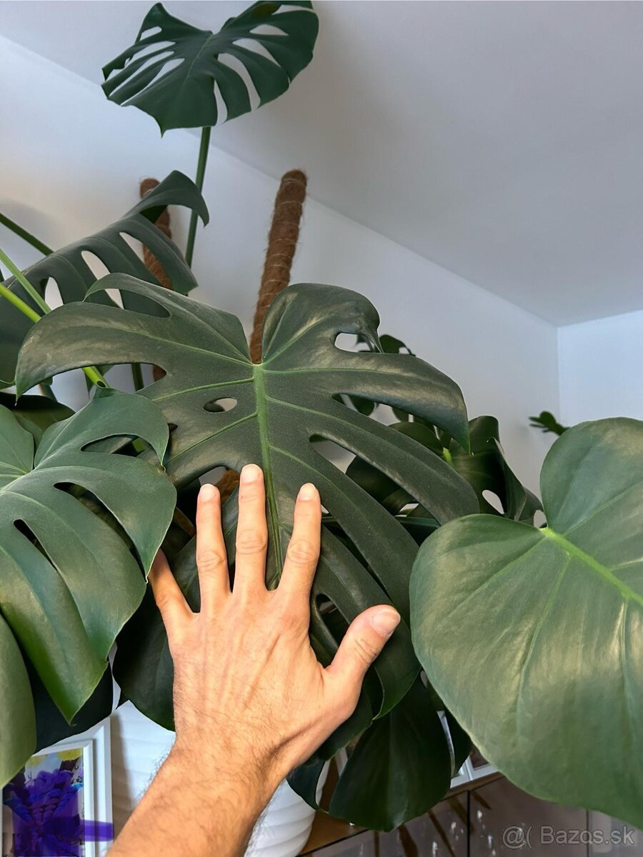 Monstera