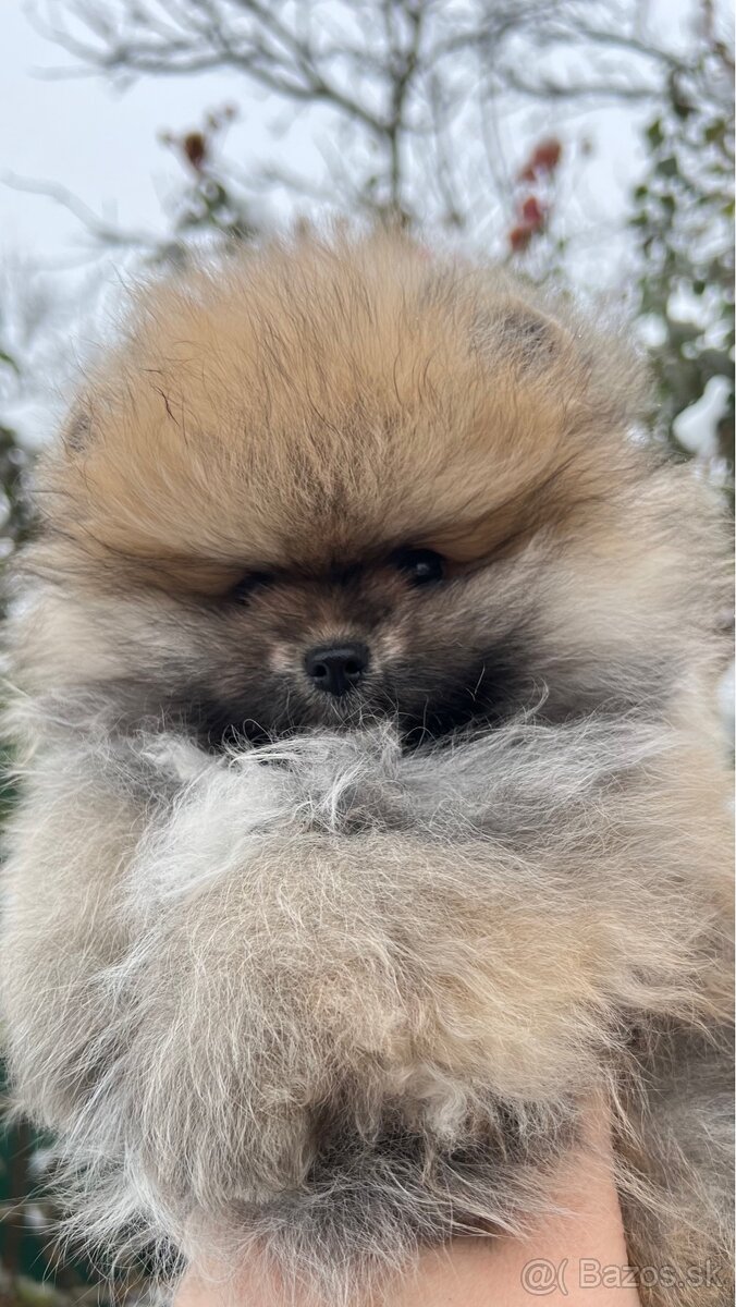 Pomeranian s PP