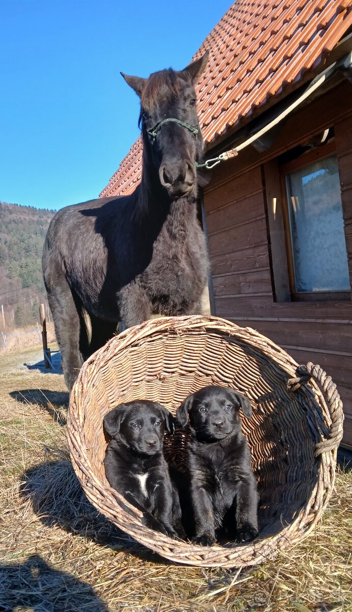 Labrador