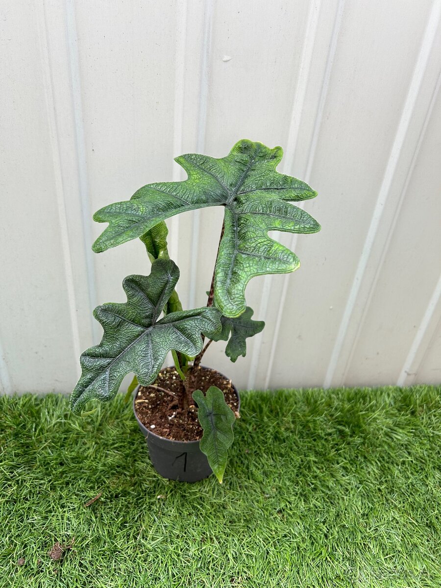 Alocasia Jacklyn