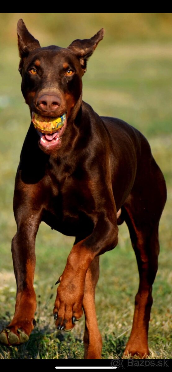 Doberman