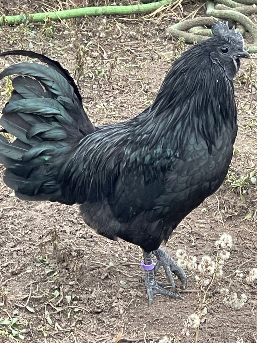 Darujem ayam cemani, tochtorocneho kohuta