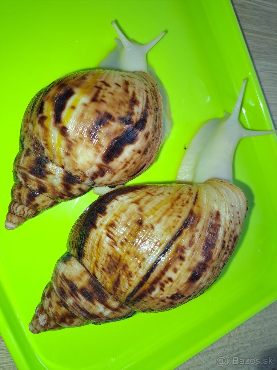 Africký slimák  Lissachatina reticulata albino body