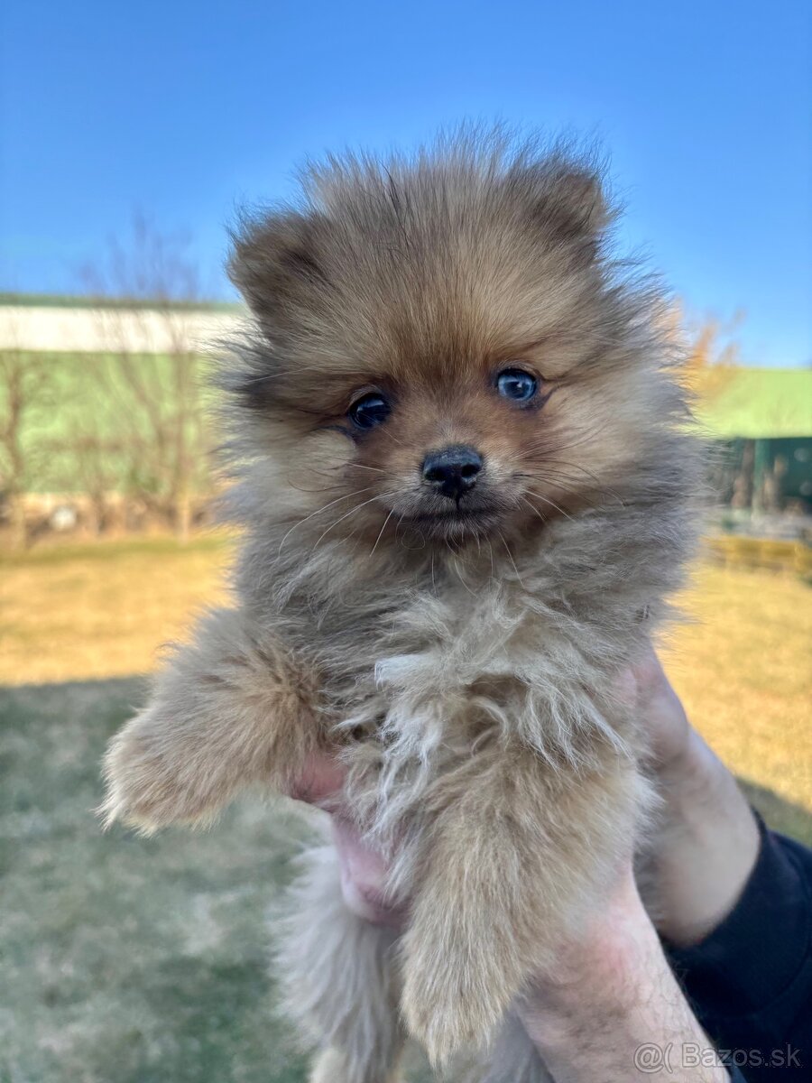 Nemecký špic pomerian