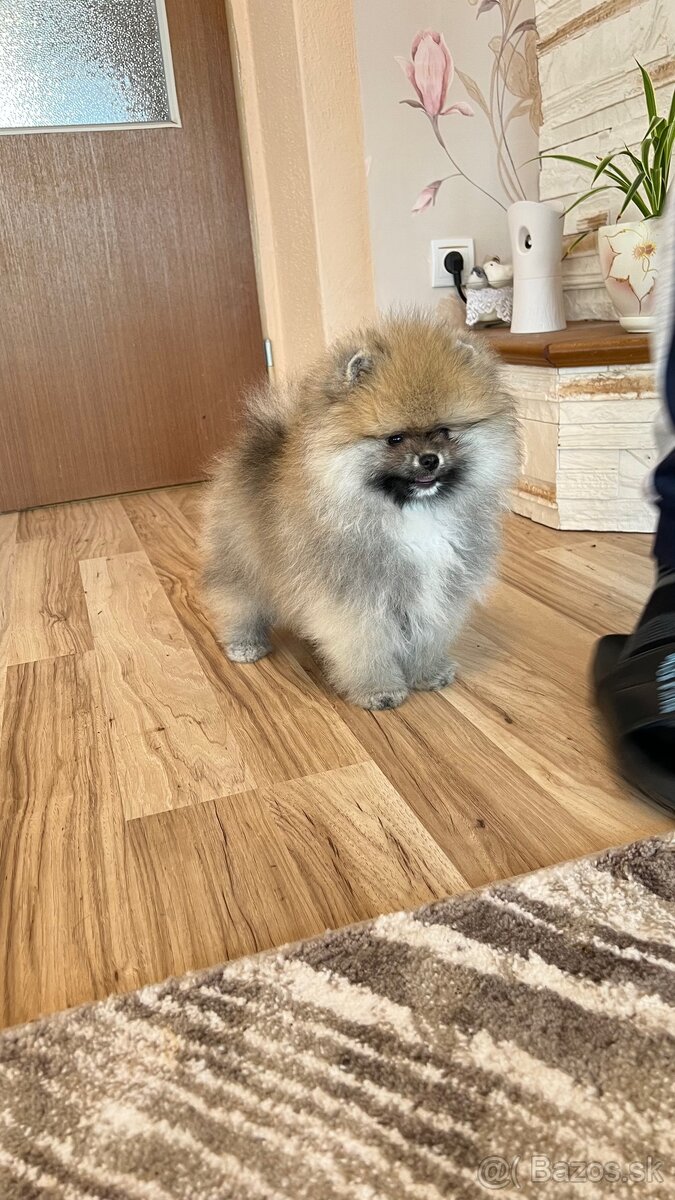 Pomeranian s PP