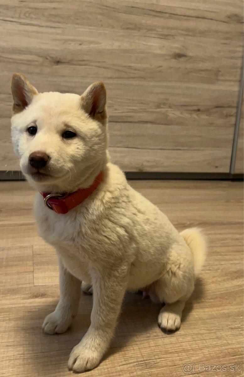 Shiba inu-fenka