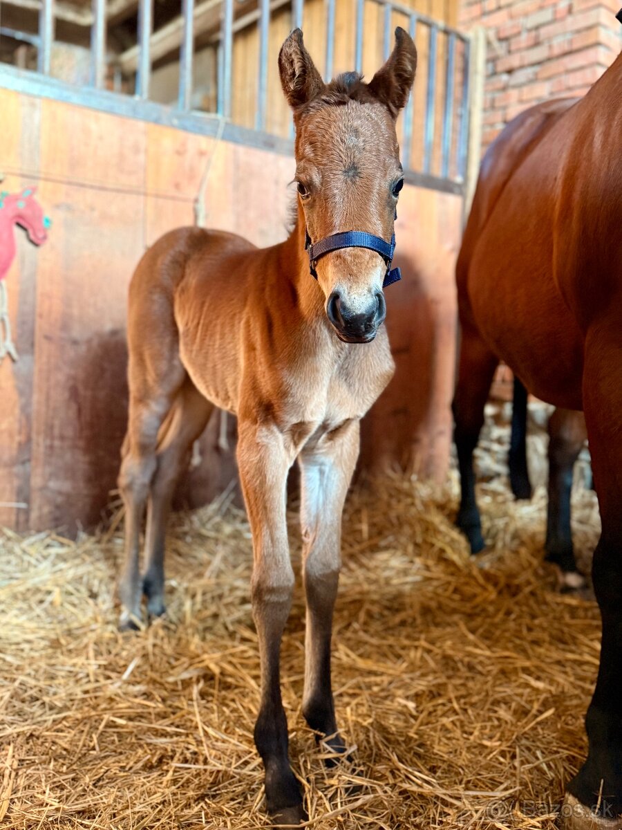 Kobylka Quarter Horse (AQH)