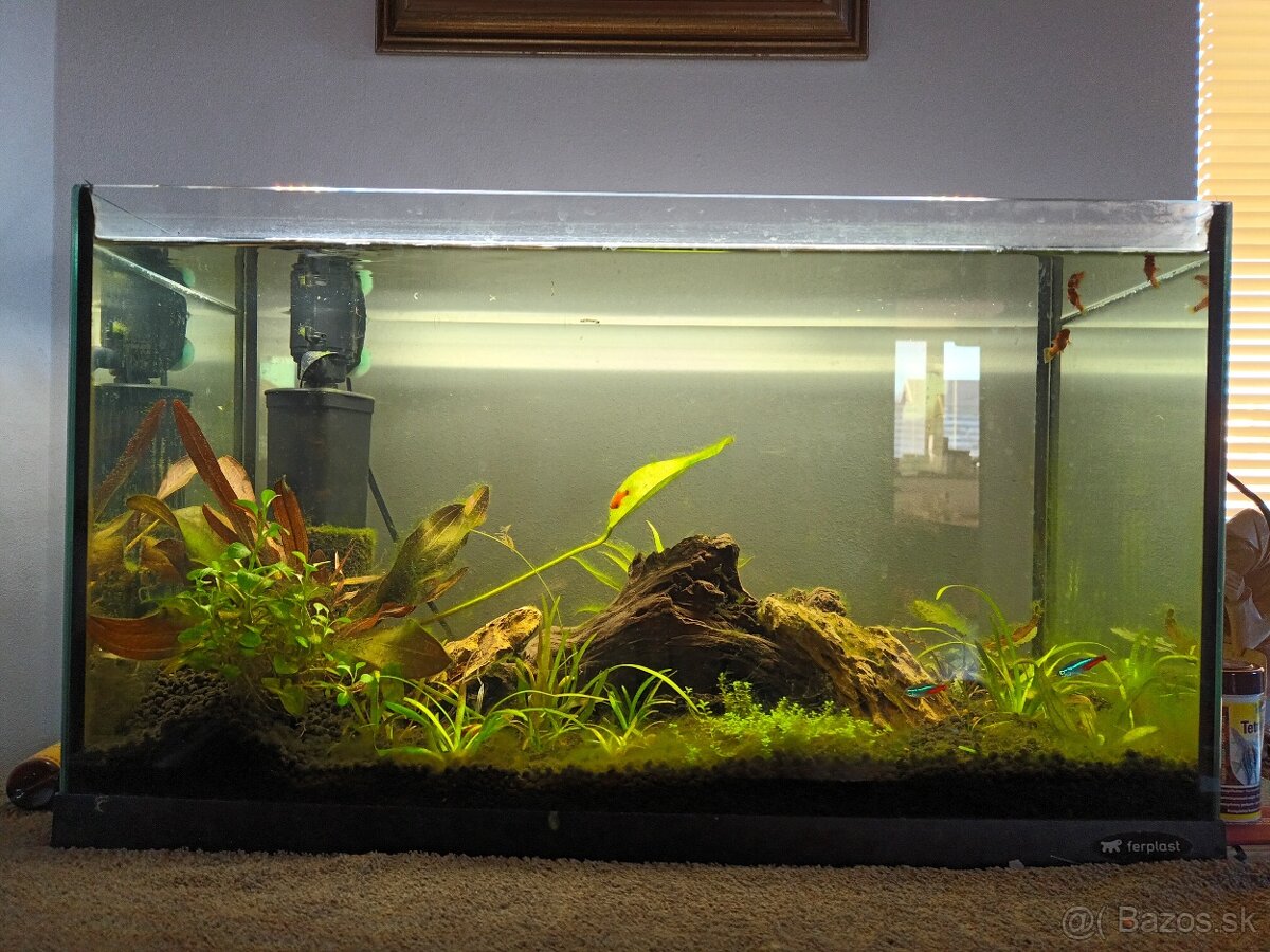 Predam 60l akvarium