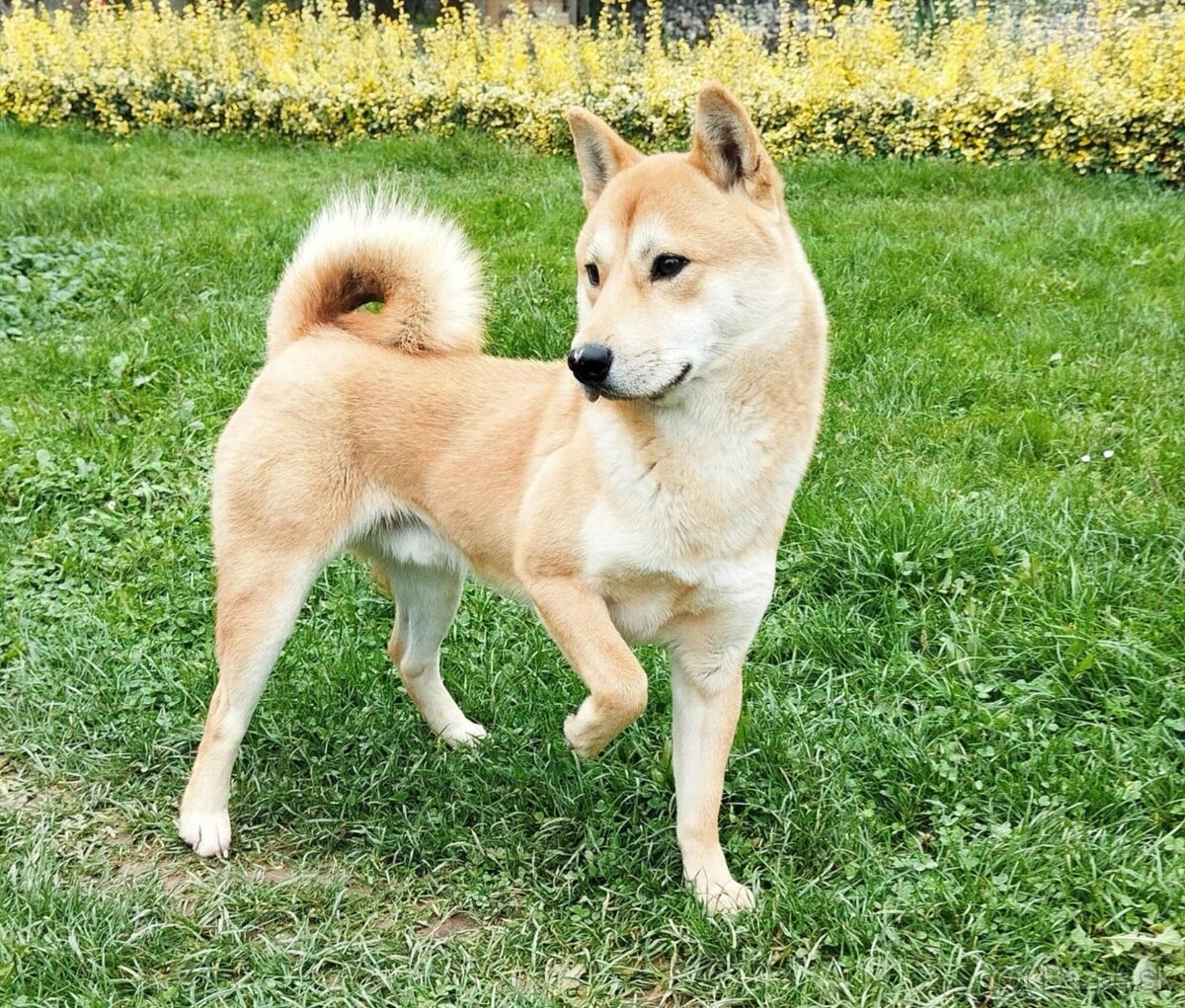 Shiba inu  šiba inu