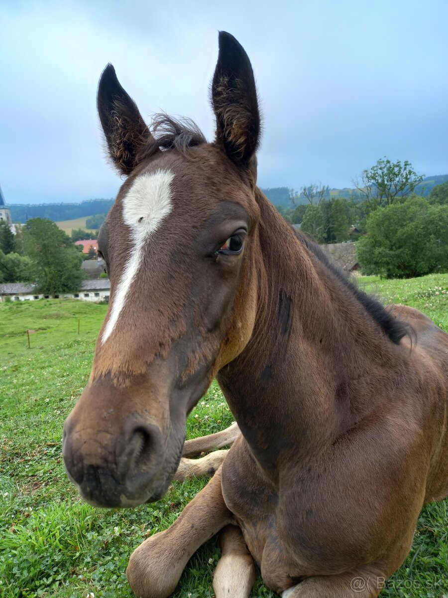 Klisna Appaloosa