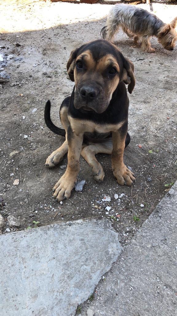 Darujem cane corso