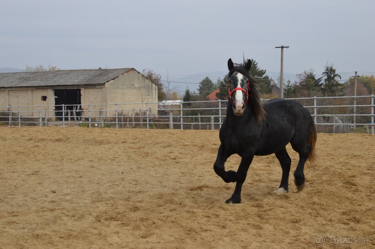 Predám valacha - Percheron