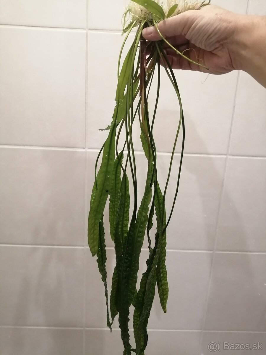 Cryptocoryne aponogetifolia