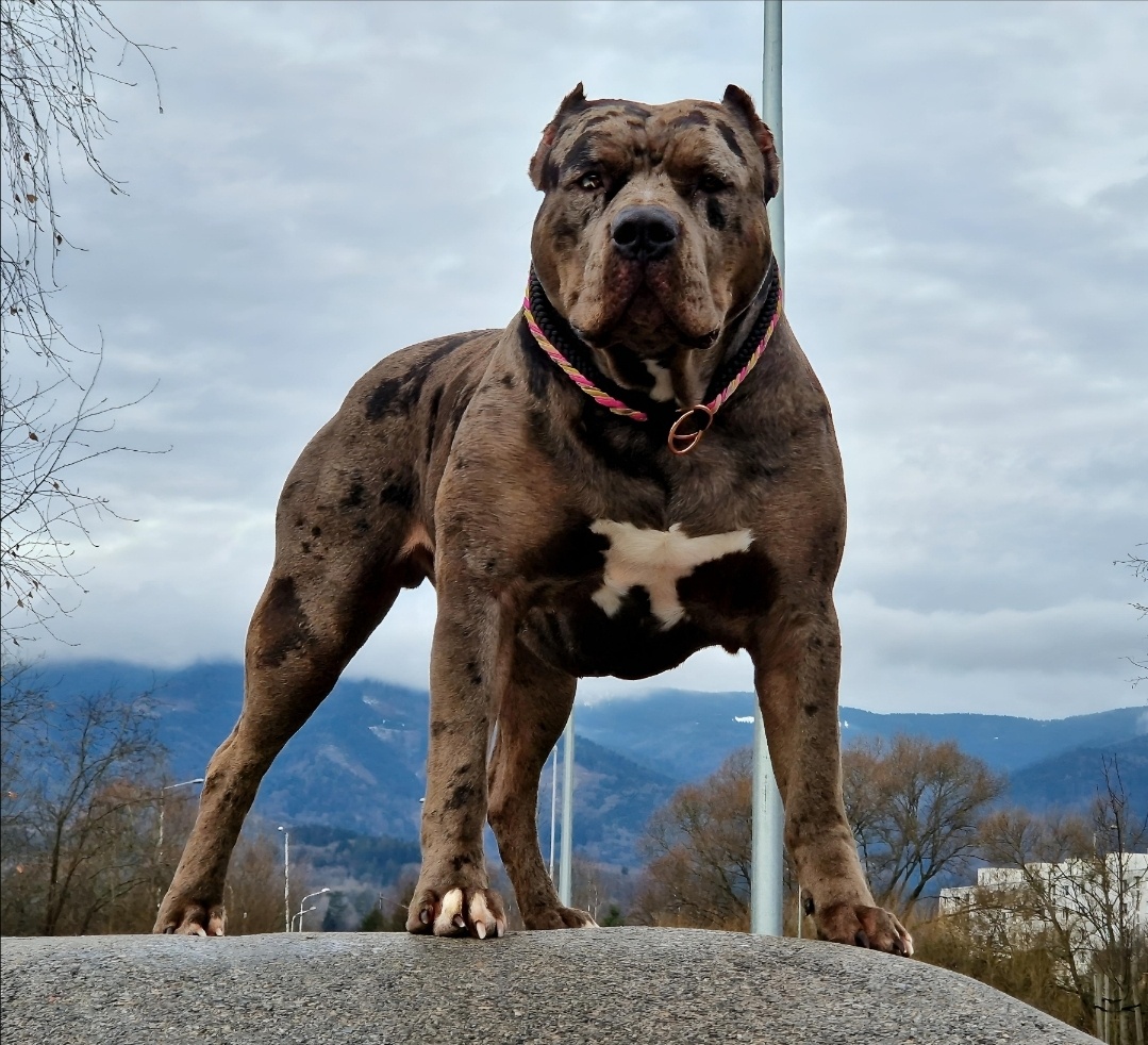 American bully xl xxl