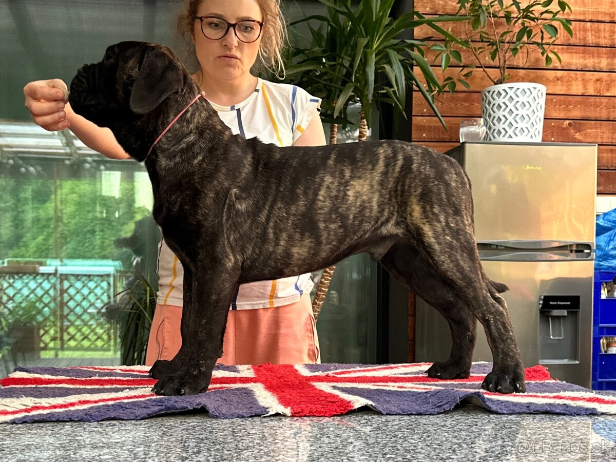 Bullmastiff šteniatka