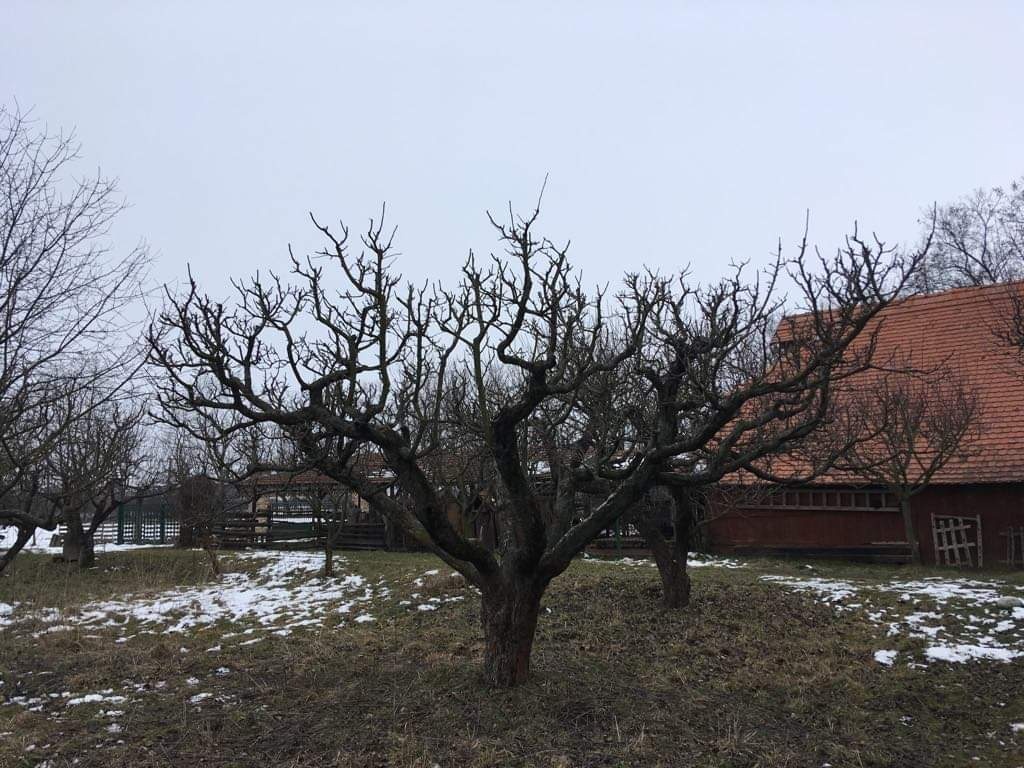 Realizácie záhrad,rez ovocných stromov a drevín