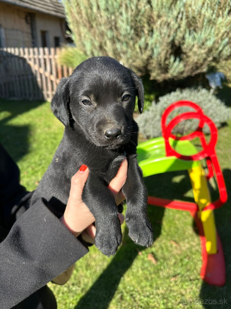 Šteniatko Labrador