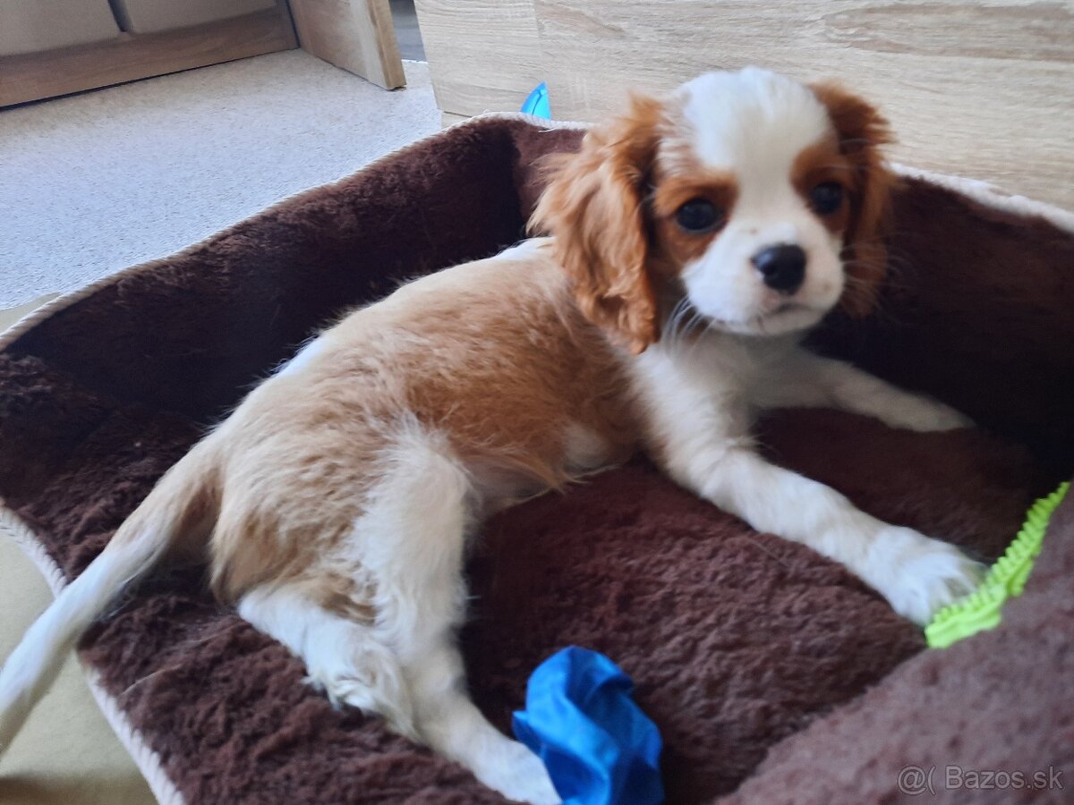 Cavalier King Charles Španiel