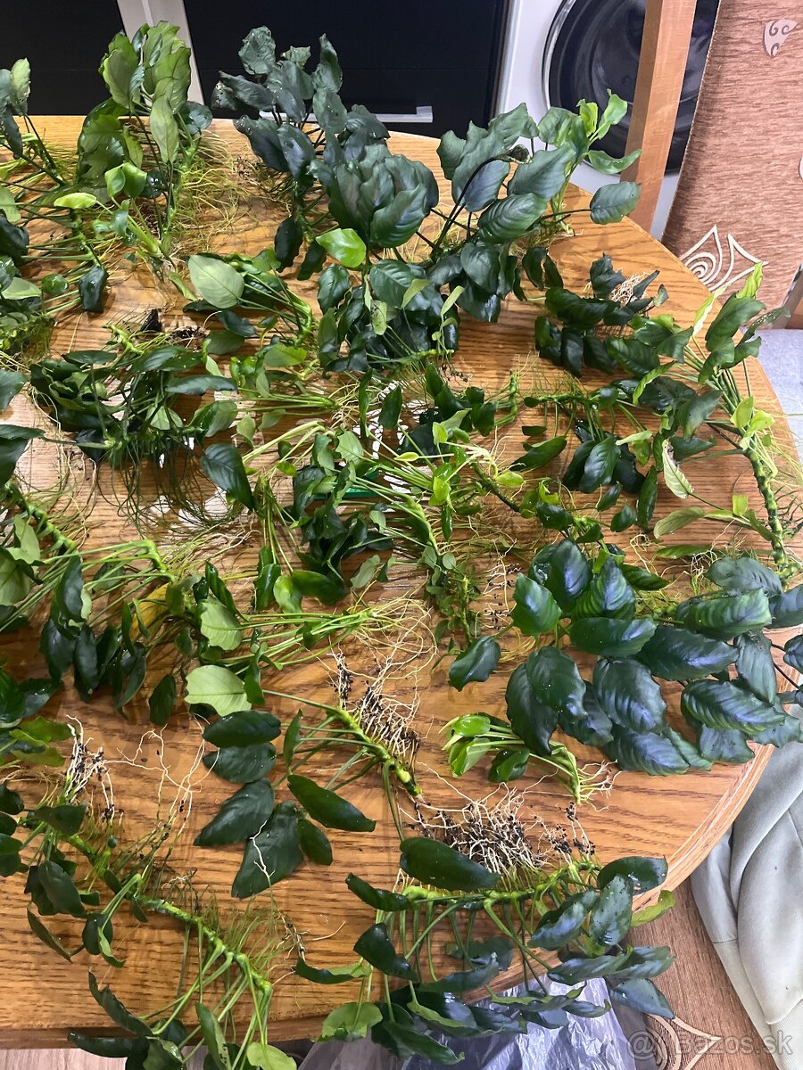 Anubias