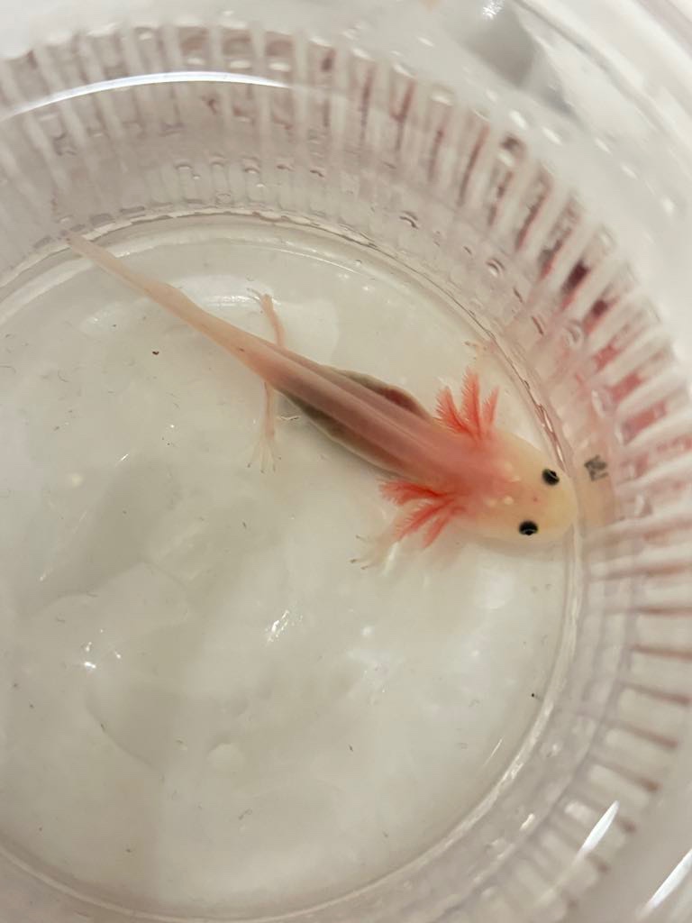 Axolotl mexický 16.12 Piešťany, 20.12 - prešov