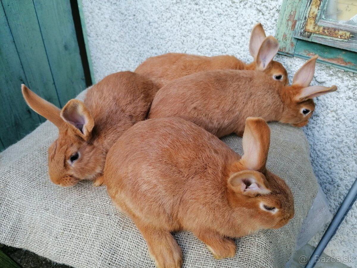 Burgundske kraliky