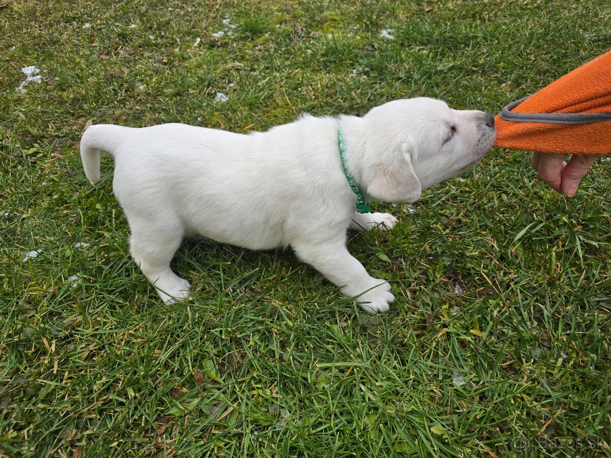 Labrador Retriever s PP