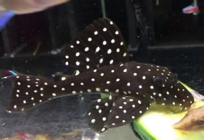 L201 pleco