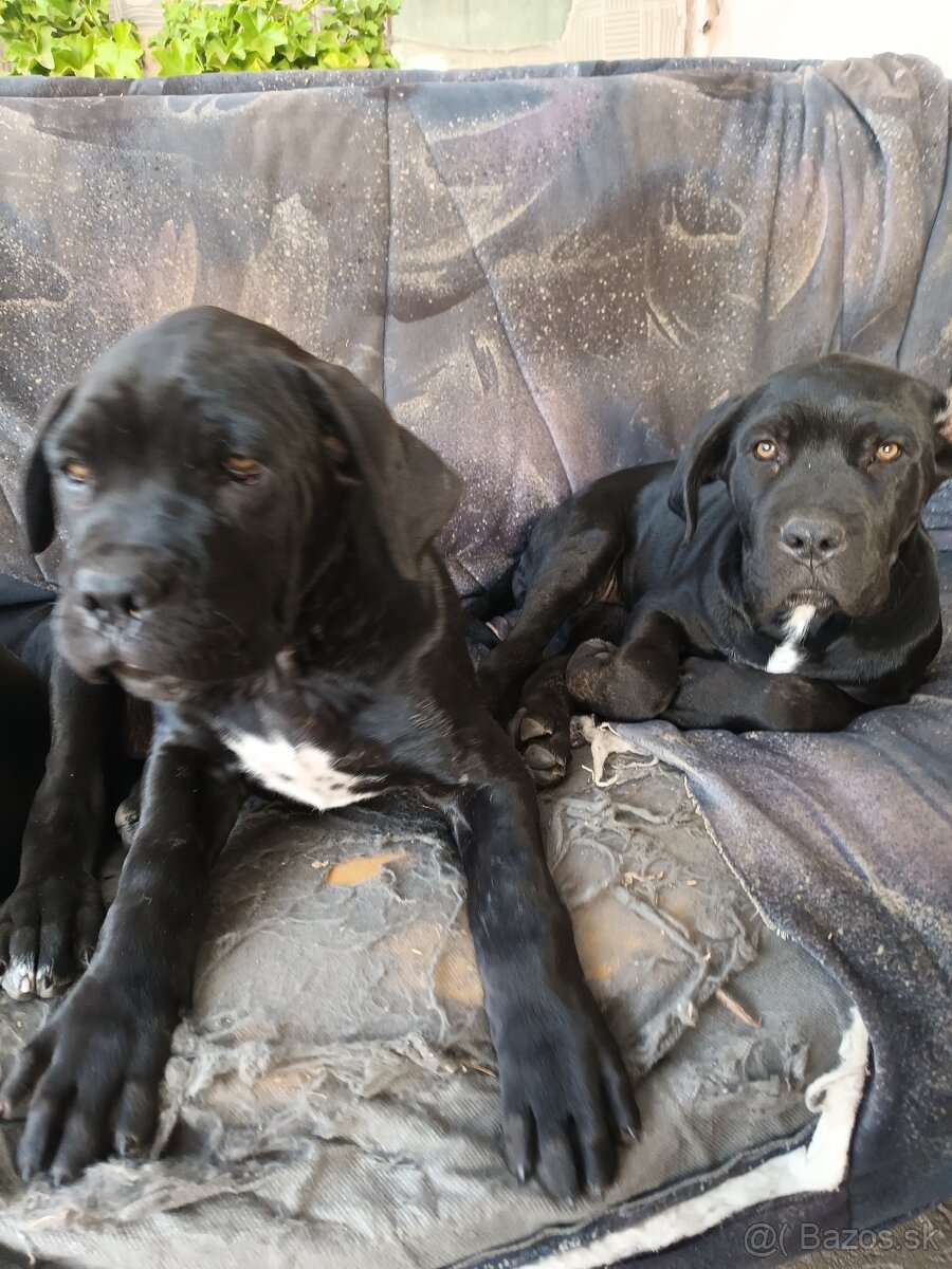 Cane Corso