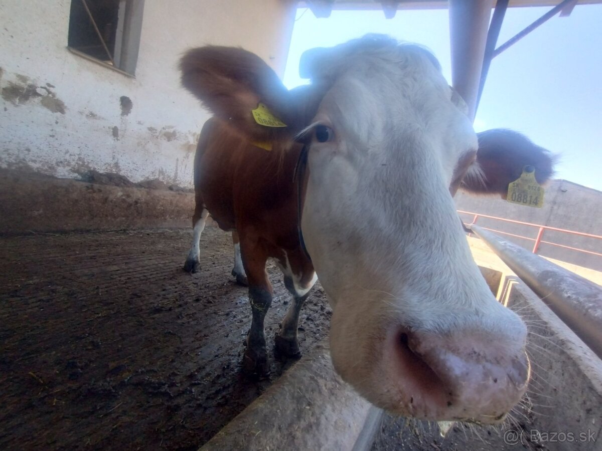 práca na farme v okrese Bardejov