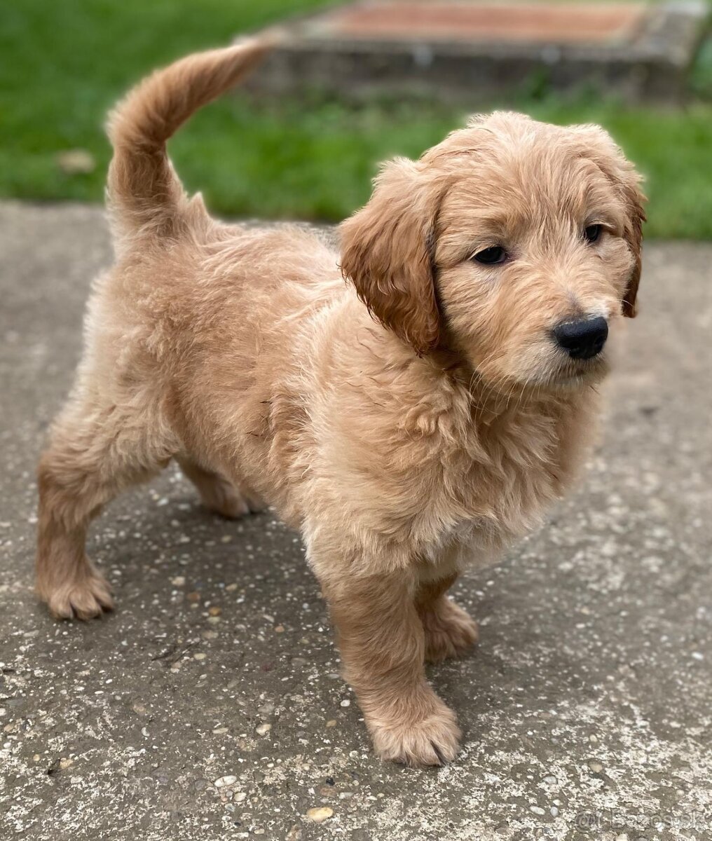 Goldendoodle