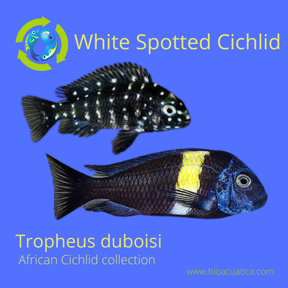 Tropheus dubois, melanochromis maigano