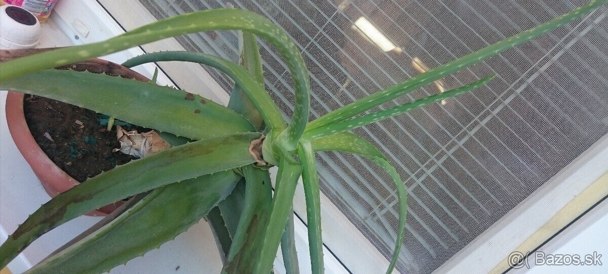 10 rocne aloe vera